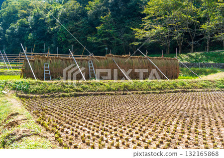 A rural scene of red rice being dried on a rack set up in a rice field A rural scene of red rice being dried on a rack set up in a rice field 132165868