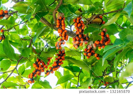 十月，木蘭果實成熟 132165870