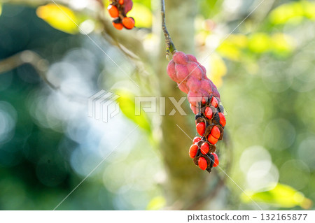 Mature Magnolia fruit, October Mature Magnolia fruit, October 132165877
