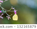 一隻普通的藍蝴蝶正在從灌木三葉草花中吸食花蜜 132165879