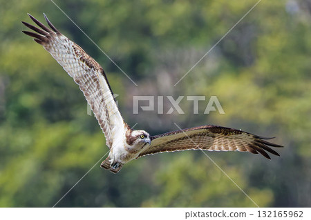 A leisurely flying osprey A leisurely flying osprey 132165962