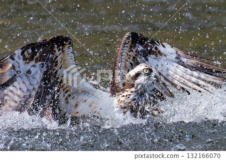 Osprey plunged into the river Osprey plunged into the river 132166070