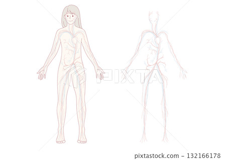 Woman arterial and venous circulatory system 132166178