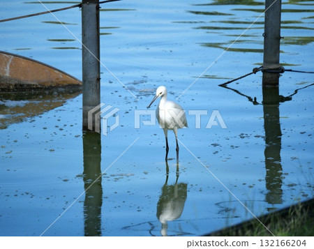Ao-sashi nestling at the water's edge 132166204