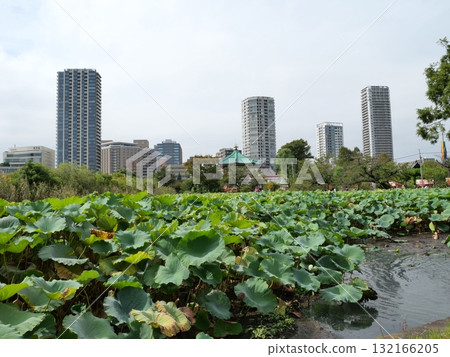 Lotus flowers floating on Shinobazu Pond in autumn 132166205