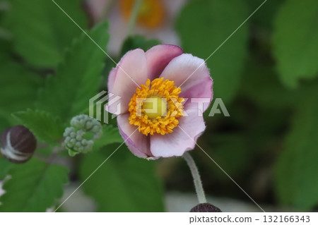 粉紅色的海葵花盛開在秋天的花園裡 132166343