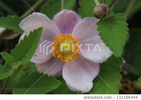 Pink anemone flowers blooming in the autumn garden Pink anemone flowers blooming in the autumn garden 132166344