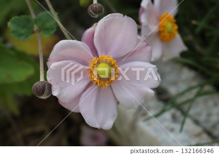 Pink anemone flowers blooming in the autumn garden 132166346