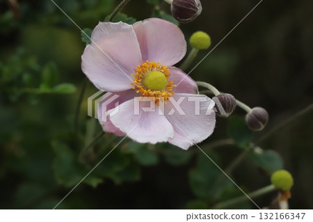 Pink anemone flowers blooming in the autumn garden Pink anemone flowers blooming in the autumn garden 132166347