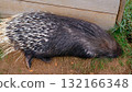 A wildlife video of a large African Crested Porcupine Hystrix cristata moving through its grassy enclosure, likely at a zoo or wildlife park. 132166348
