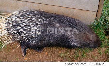 A wildlife video of a large African Crested Porcupine Hystrix cristata moving through its grassy enclosure, likely at a zoo or wildlife park. A wildlife video of a large African Crested Porcupine Hystrix cristata moving through its grassy enclosure, likely at a zoo or wildlife park. 132166348