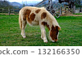 A charming, full-body video of a small, spotted pony or miniature horse grazing peacefully in a lush green pasture on a farm 132166350