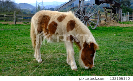 A charming, full-body video of a small, spotted pony or miniature horse grazing peacefully in a lush green pasture on a farm 132166350