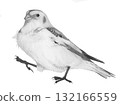 Snow Bunting_Pencil drawing 132166559
