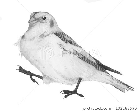 Snow Bunting_Pencil drawing 132166559