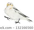 Snow Bunting_Colored pencil drawing 132166560