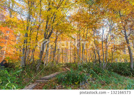 用紅葉著色的燃燒的秋天尾瀨 132166573