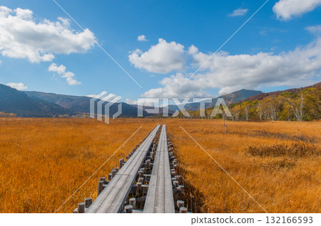 Burning autumn Oze colored with colored leaves 132166593