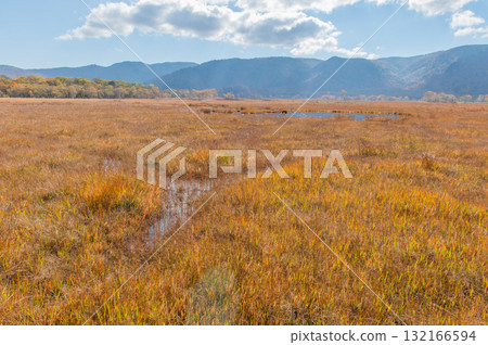 Burning autumn Oze colored with colored leaves 132166594