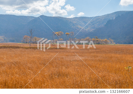 用紅葉著色的燃燒的秋天尾瀨 132166607