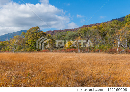 Burning autumn Oze colored with colored leaves 132166608