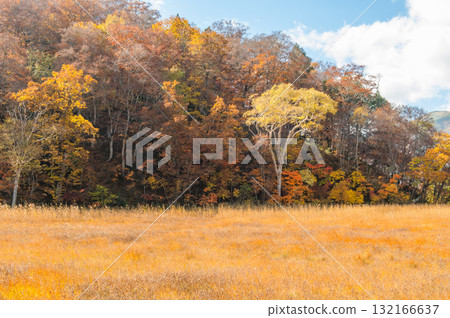 用紅葉著色的燃燒的秋天尾瀨 用紅葉著色的燃燒的秋天尾瀨 132166637