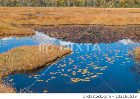 Burning autumn Oze colored with colored leaves 132166639