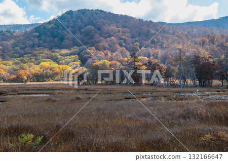 Burning autumn Oze colored with colored leaves 132166647