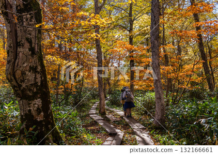 Burning autumn Oze colored with colored leaves 132166661