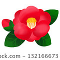冬季盛開的美麗紅山茶花和花蕾 132166673