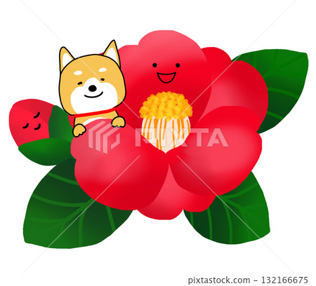 A Shiba Inu pops out from among the red camellias 132166675