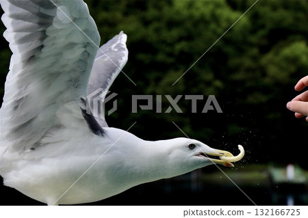 海鷗飛行捕捉食物的瞬間 海鷗飛行捕捉食物的瞬間 132166725