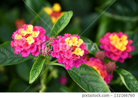 馬纓丹 馬纓丹 132166760