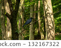 Forest crow 132167322