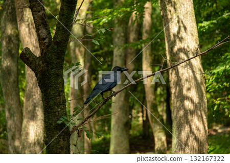 Forest crow 132167322