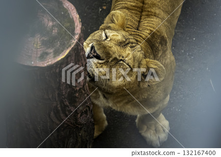 母獅將臉頰靠在木頭上 母獅將臉頰靠在木頭上 132167400