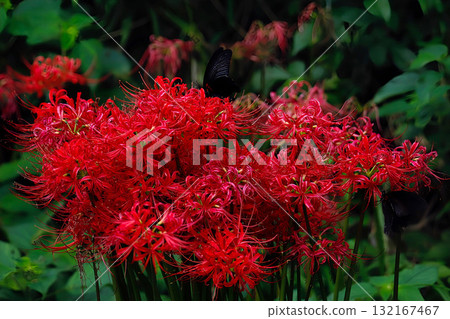 吮紅色群孤挺花的花蜜的Swallowtail蝴蝶 132167467