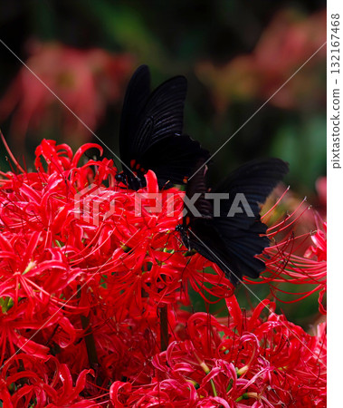 紅Higanbana和烏鴉燕尾 132167468