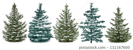 Hand drawn set with snowy green and blue spruce tree. Vector illustration. Hand drawn set with snowy green and blue spruce tree. Vector illustration. 132167600