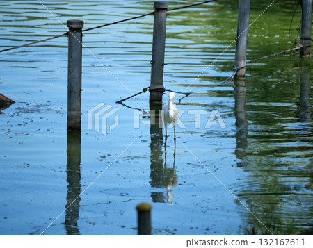 A heron standing by the water in autumn A heron standing by the water in autumn 132167611