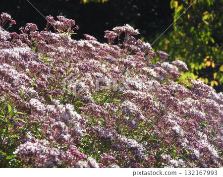 The migratory butterfly, the chestnut tiger butterfly, loves to eat the flower, the Eupatorium fleabane. The migratory butterfly, the chestnut tiger butterfly, loves to eat the flower, the Eupatorium fleabane. 132167993