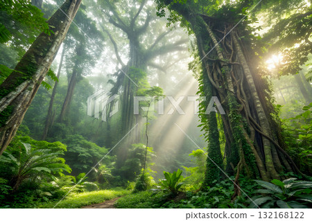 fog in the forest 132168122