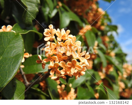 盛開的桂花:津山城西側妙法寺 盛開的桂花:津山城西側妙法寺 132168142
