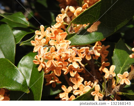 Osmanthus in full bloom: at Myohoji Temple, west of Tsuyama Castle Osmanthus in full bloom: at Myohoji Temple, west of Tsuyama Castle 132168143