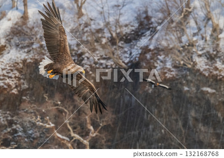 知床冬天 132168768