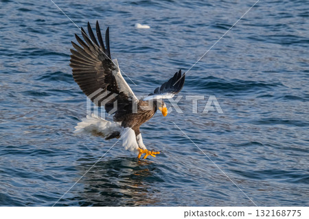 知床冬天 知床冬天 132168775