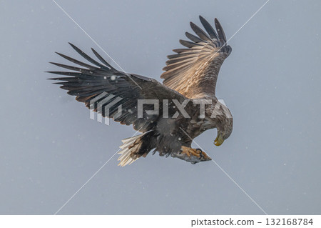 知床冬天 132168784