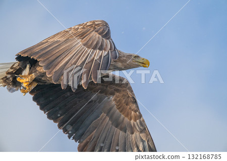 知床冬天 132168785