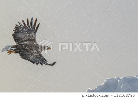 知床冬天 132168786