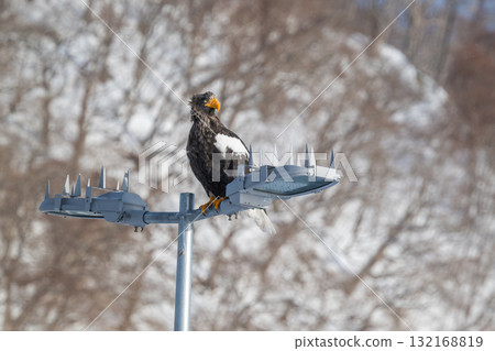 知床冬天 知床冬天 132168819